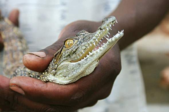 croc-city-crocodile-and-reptile-park