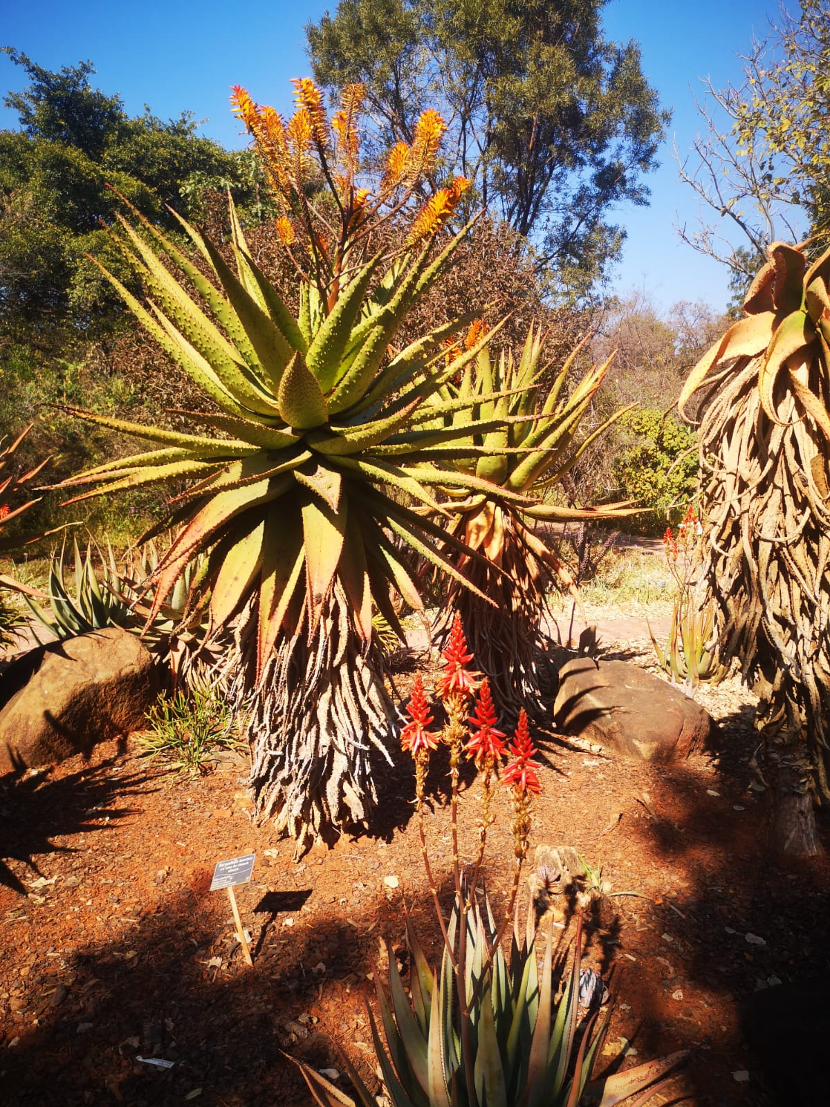 botanical-garden-outdoor-educational-excursion--pretoria-grade-r-to-10