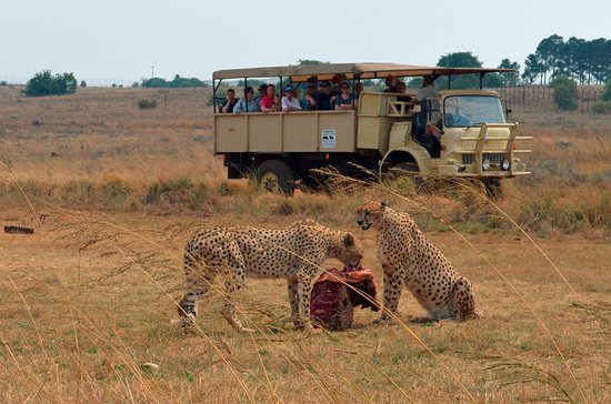 bothongo-rhino-and-lion-nature-reserve-and-wonder-cave-tour--grade-1--12--