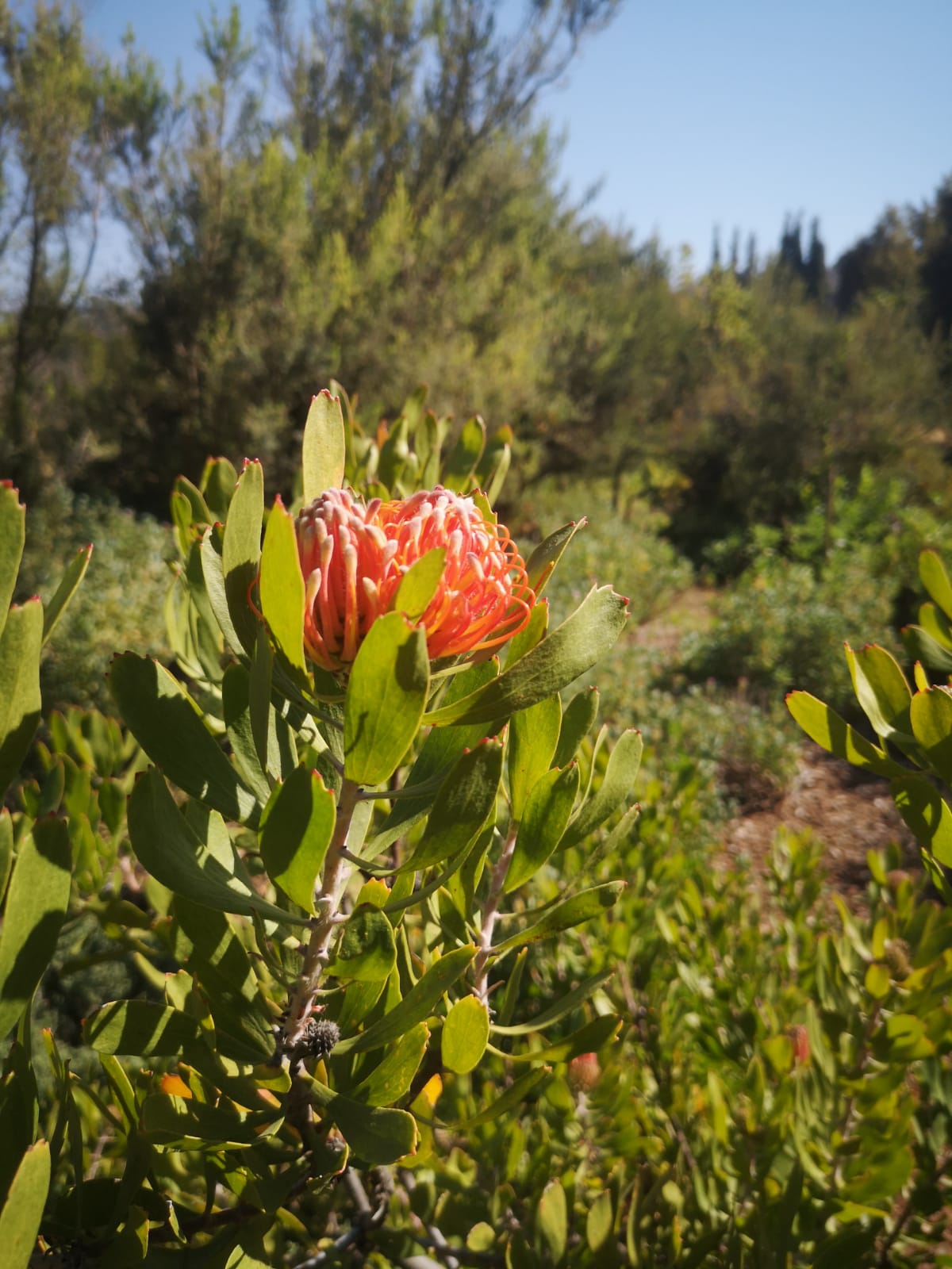 Pretoria Botanical Garden Outdoor Excursion
